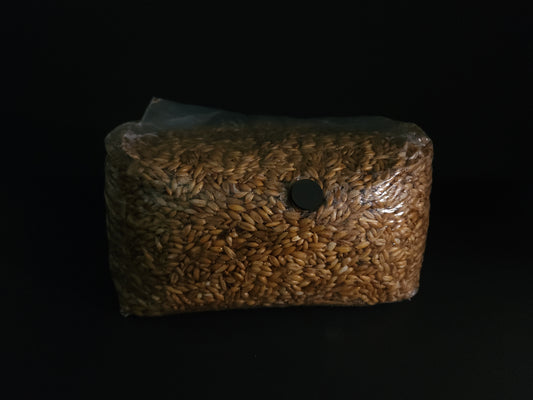 Sterilized 5lb Grain Spawn Bag
